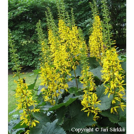 Ligularia intermedia 'Golden Torch'